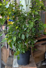 Ficus Benjamina Green Bush 10inch