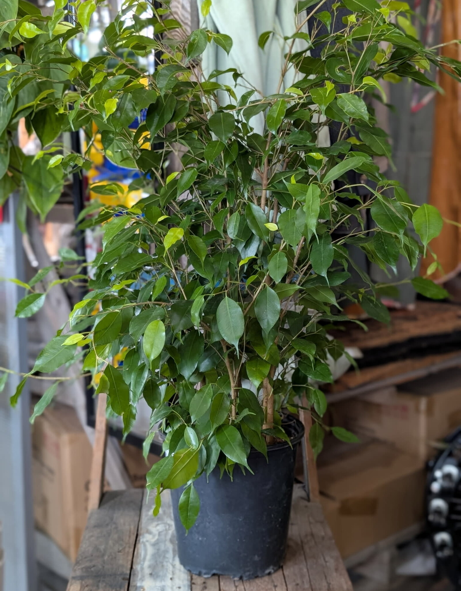 Ficus Benjamina Green Bush 10inch