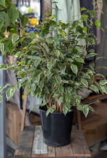 Ficus Benjamina Variegated 10inch