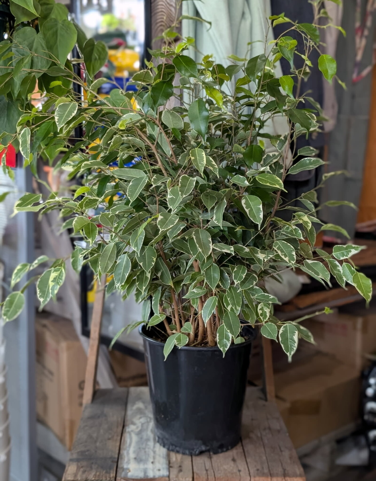 Ficus Benjamina Variegated 10inch