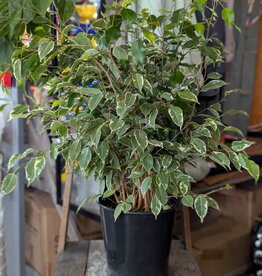 Ficus Benjamina Variegated 10inch