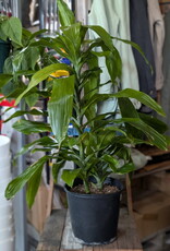 Drac Janet Craig Bush - Dracaena- 10inch