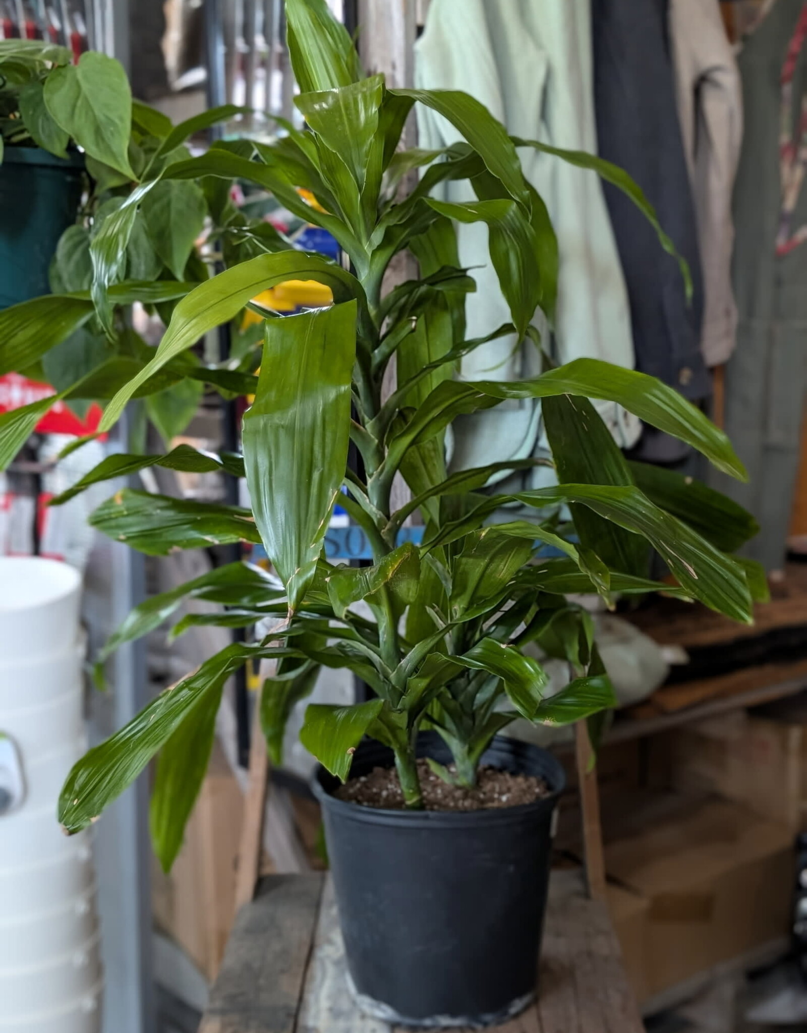 Drac Janet Craig Bush - Dracaena- 10inch