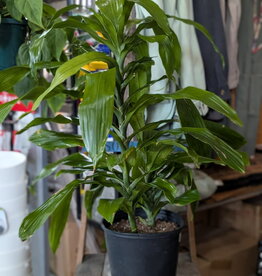 Drac Janet Craig Bush - Dracaena- 10inch