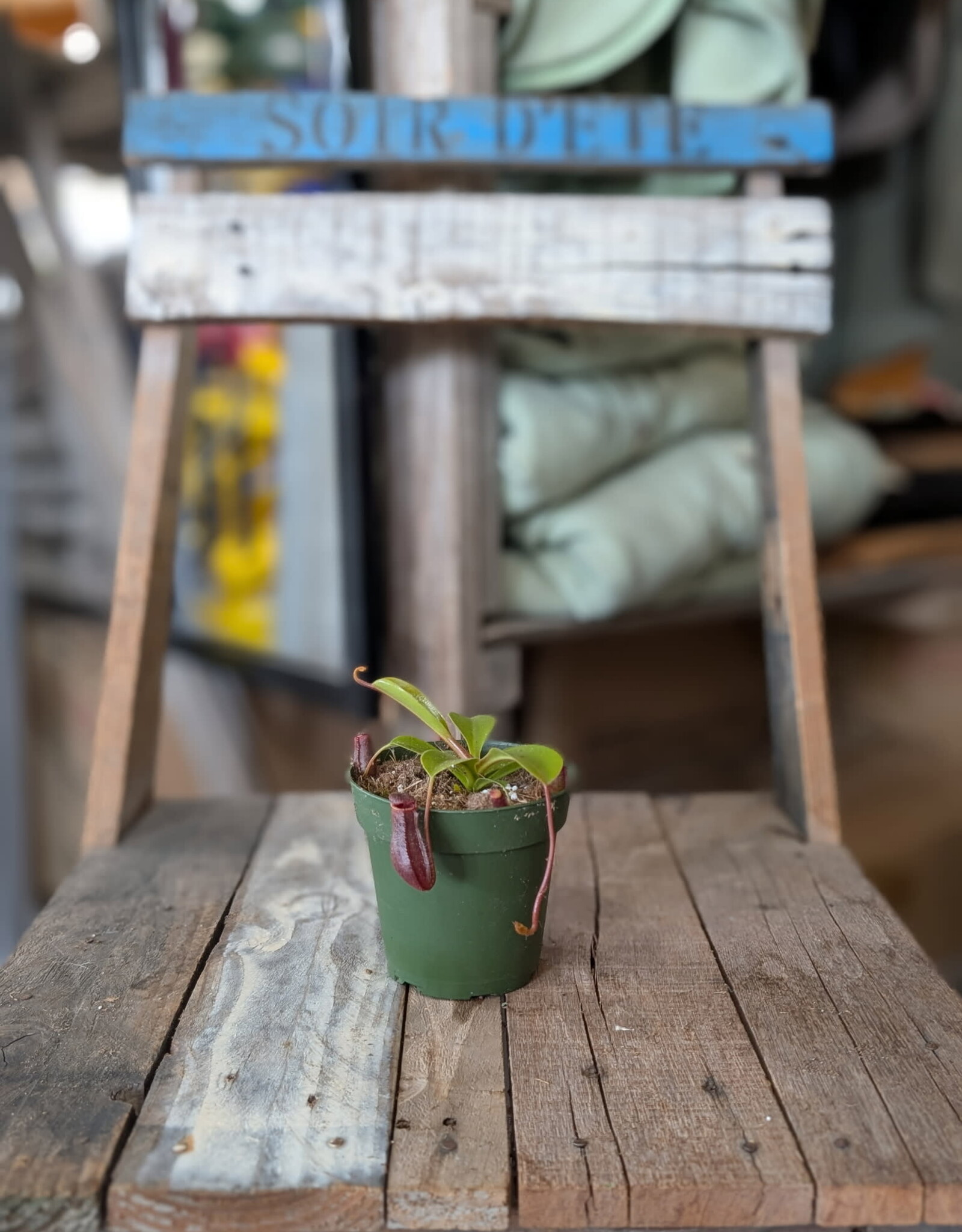 Nepenthes Lowii X Ventricosa Red 4inch