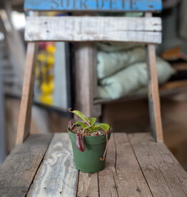 Nepenthes Lowii X Ventricosa Red 4inch