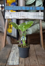 Monstera Thai Constellation - Rare Plant - 4 inch