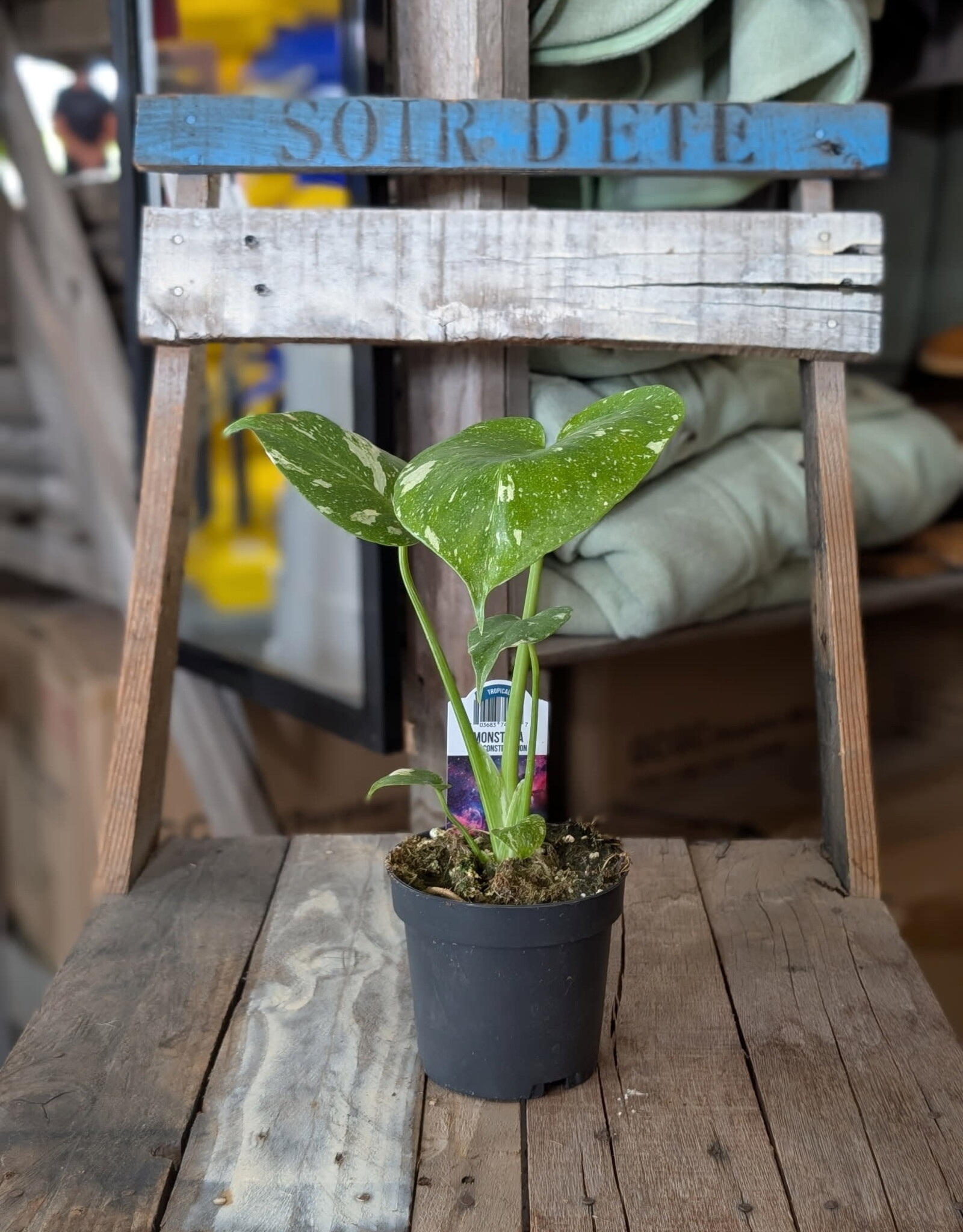 Monstera Thai Constellation - Rare Plant - 4 inch
