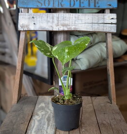 Monstera Thai Constellation - Rare Plant - 4 inch