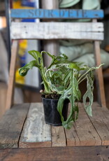 Swiss Cheese Vine Mint Variegated 4inch