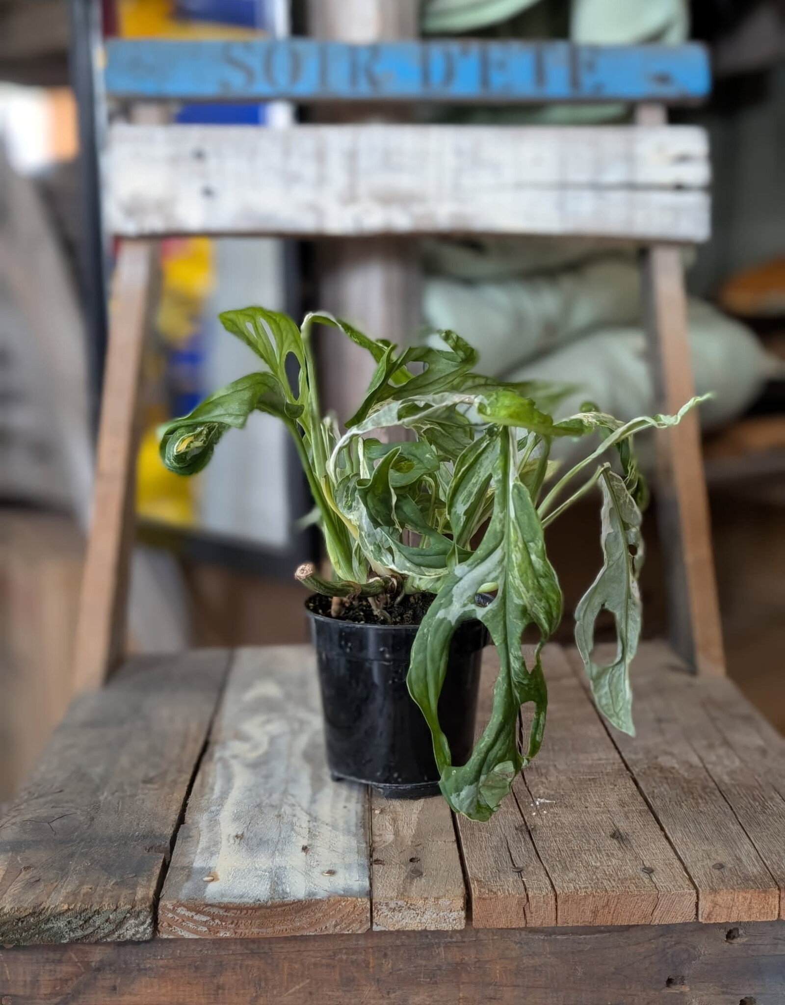 Swiss Cheese Vine Mint Variegated 4inch