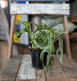 Swiss Cheese Vine Mint Variegated 4inch