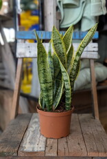 Snake Plant 6 inch