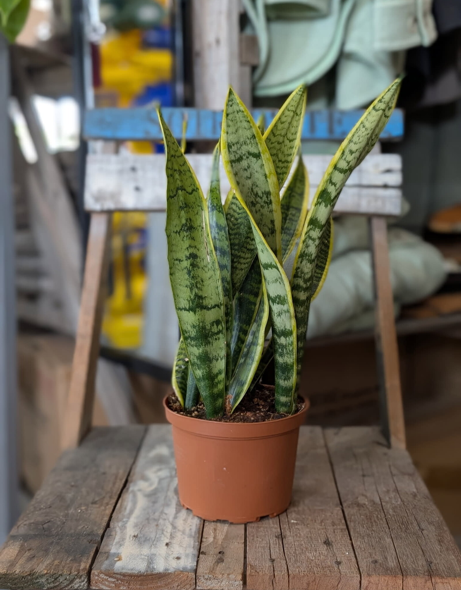 Snake Plant 6 inch