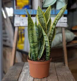Snake Plant 6 inch