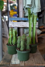 Euphorbia Cactus Assorted 6inch