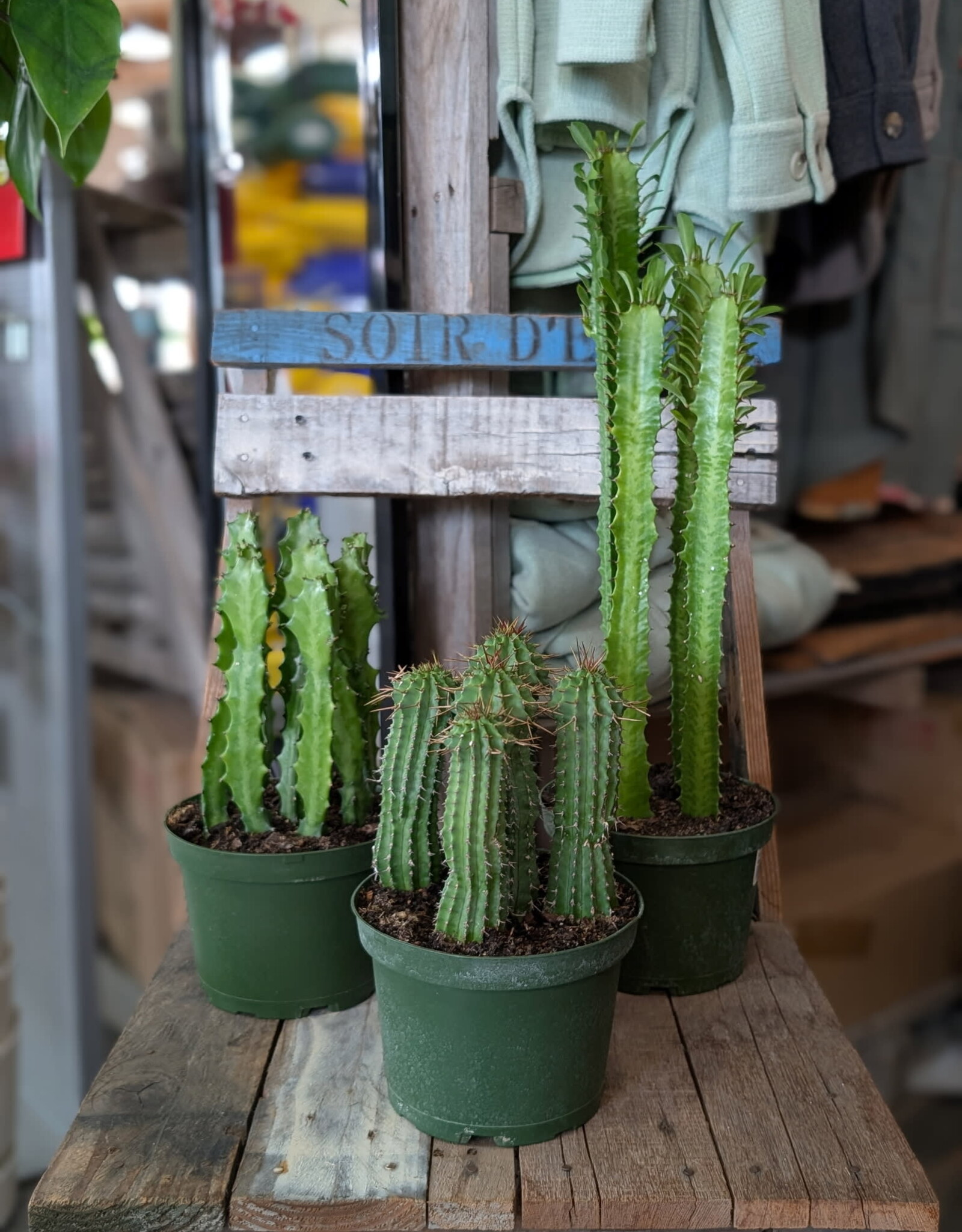 Euphorbia Cactus Assorted 6inch