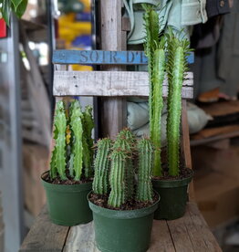 Euphorbia Cactus Assorted 6inch