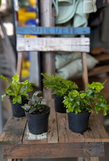 Fern Assort 4inch