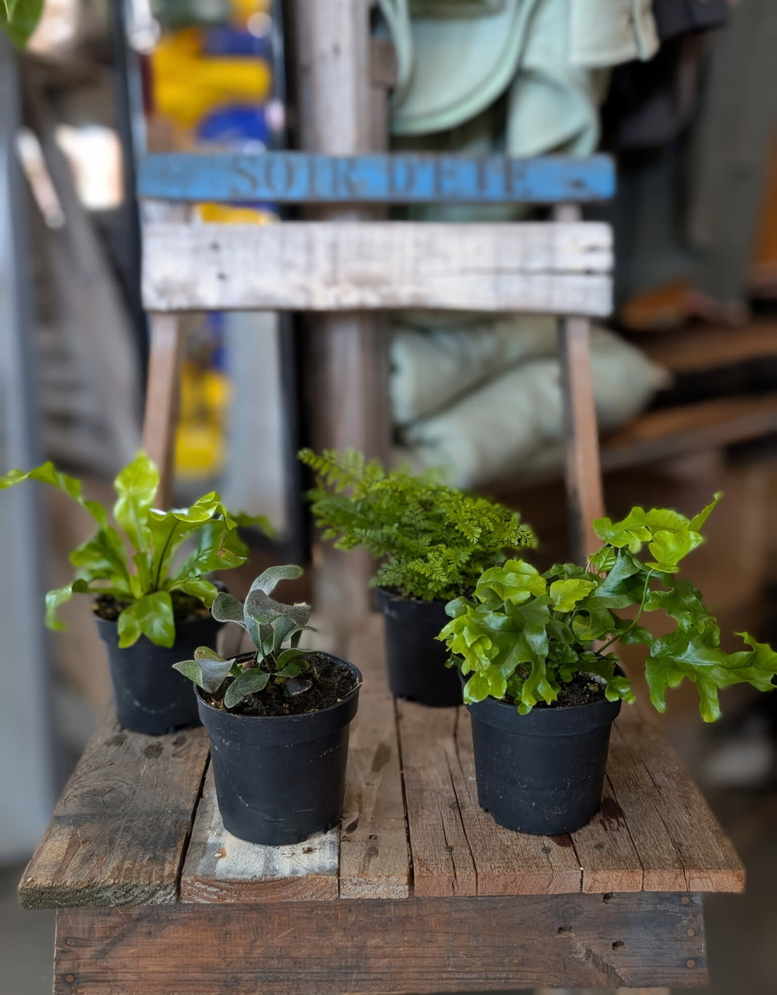 Fern Assort 4inch