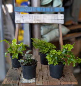 Fern Assort 4inch