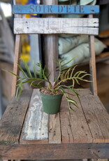 Philodendron Tortum 4inch