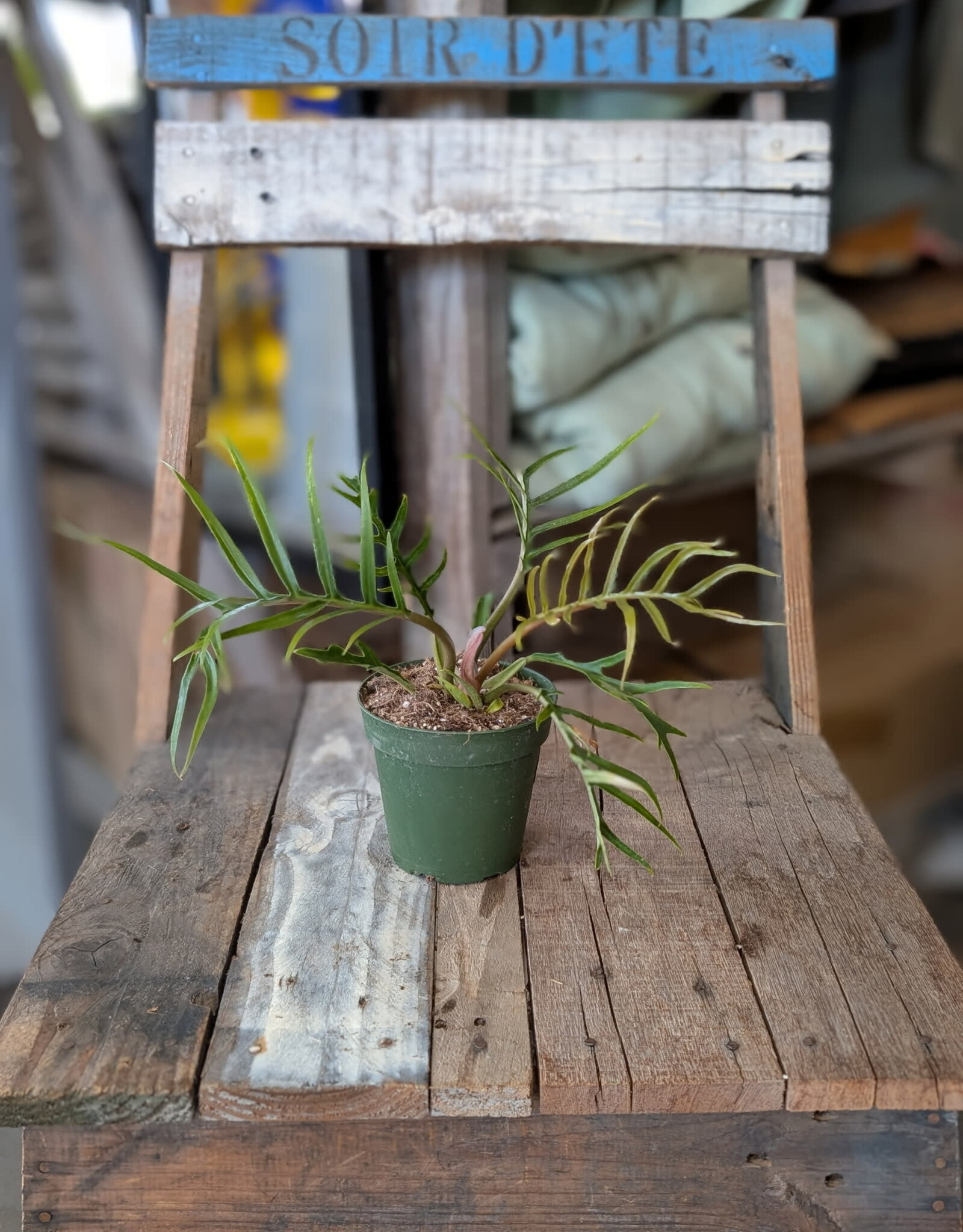 Philodendron Tortum 4inch