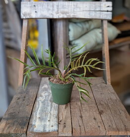 Philodendron Tortum 4inch