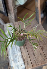 Philodendron Tortum 4inch