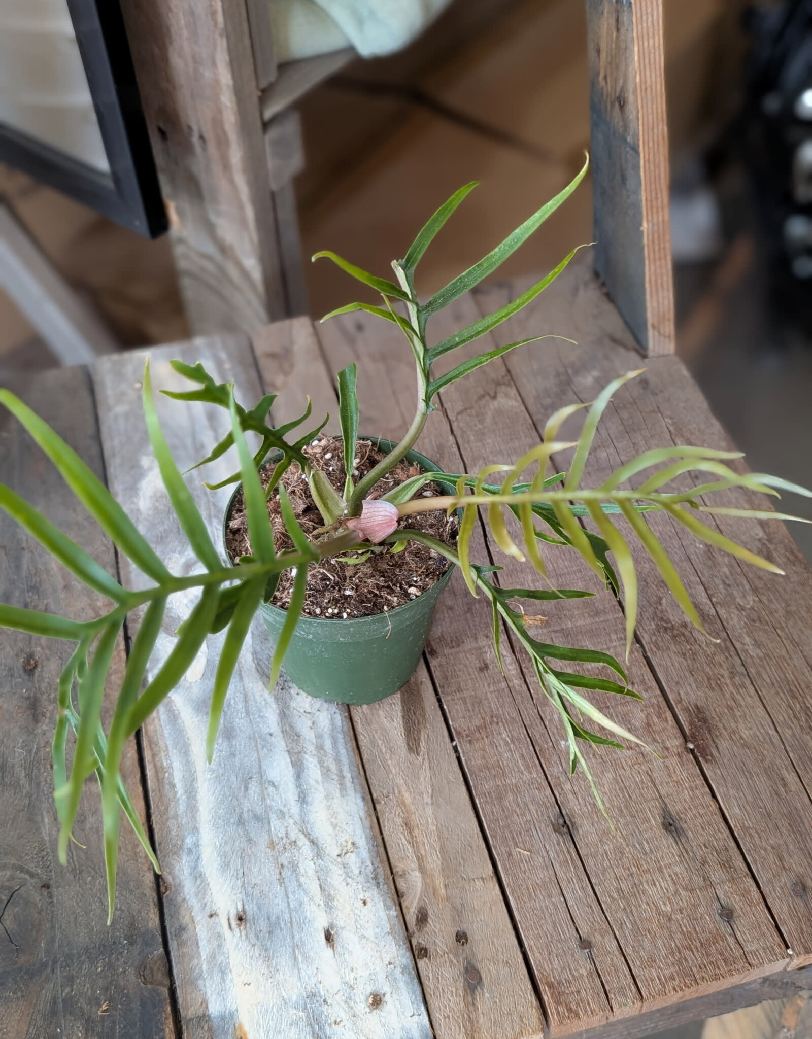 Philodendron Tortum 4inch