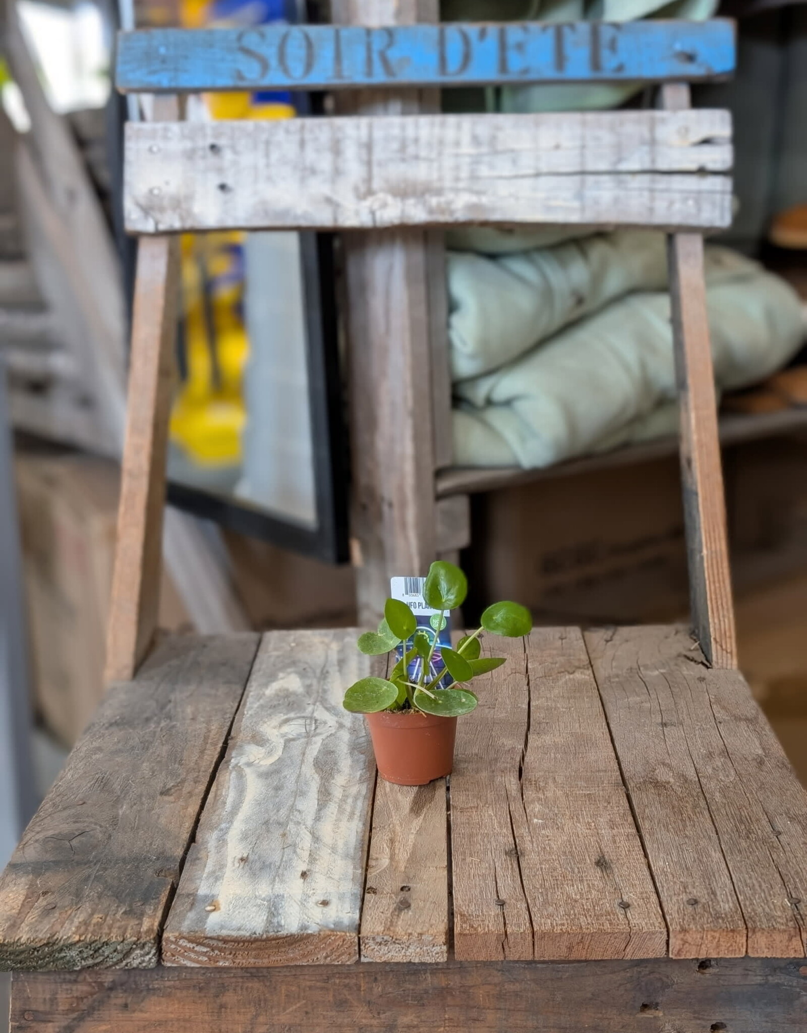 UFO Plant 2inch