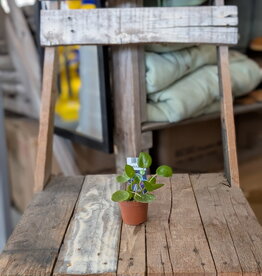 UFO Plant 2inch