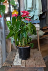 Anthurium 17cm