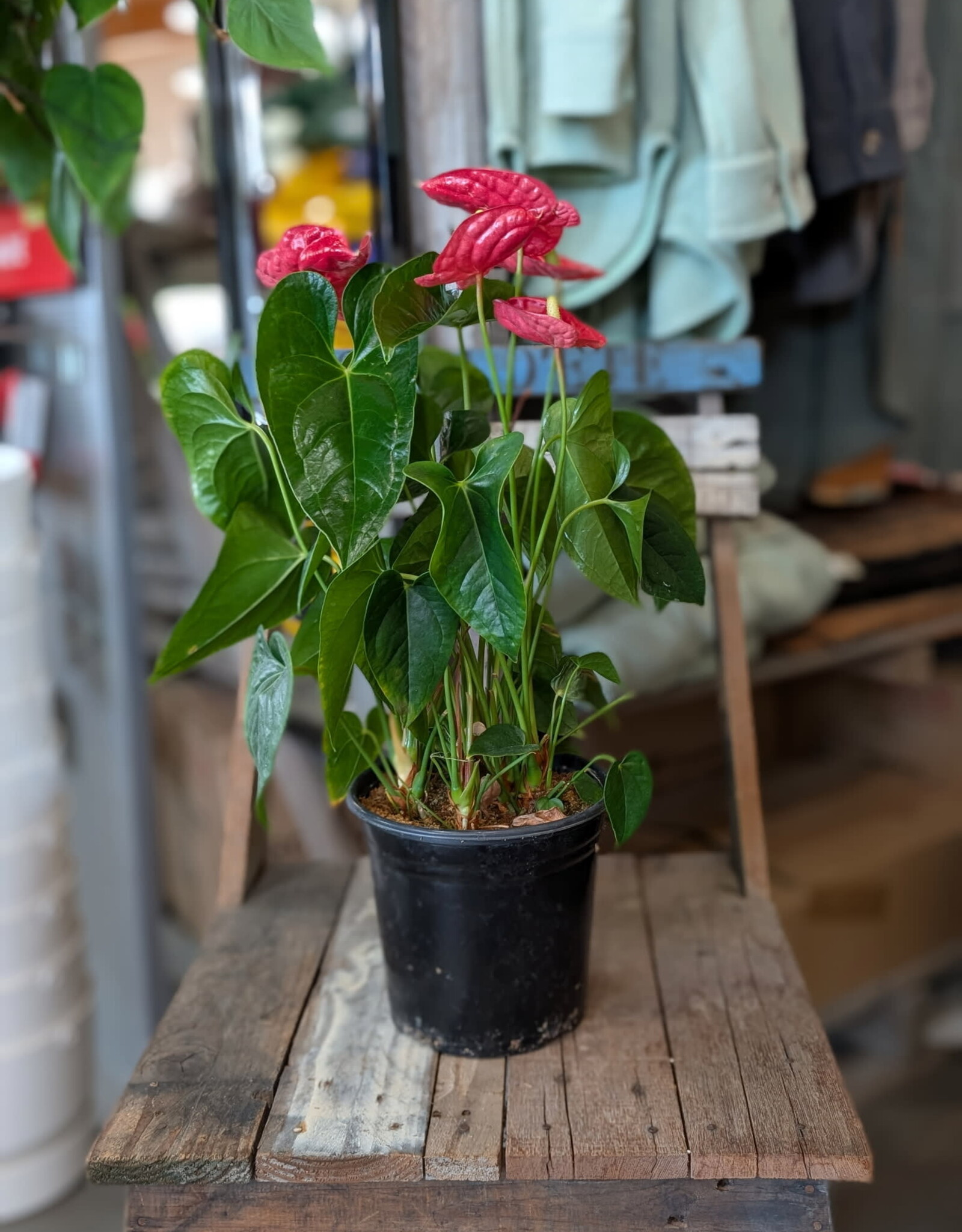 Anthurium 17cm