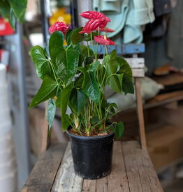 Anthurium 17cm