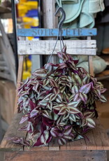 Tradescantia zebrina Hanging Basket 24cm