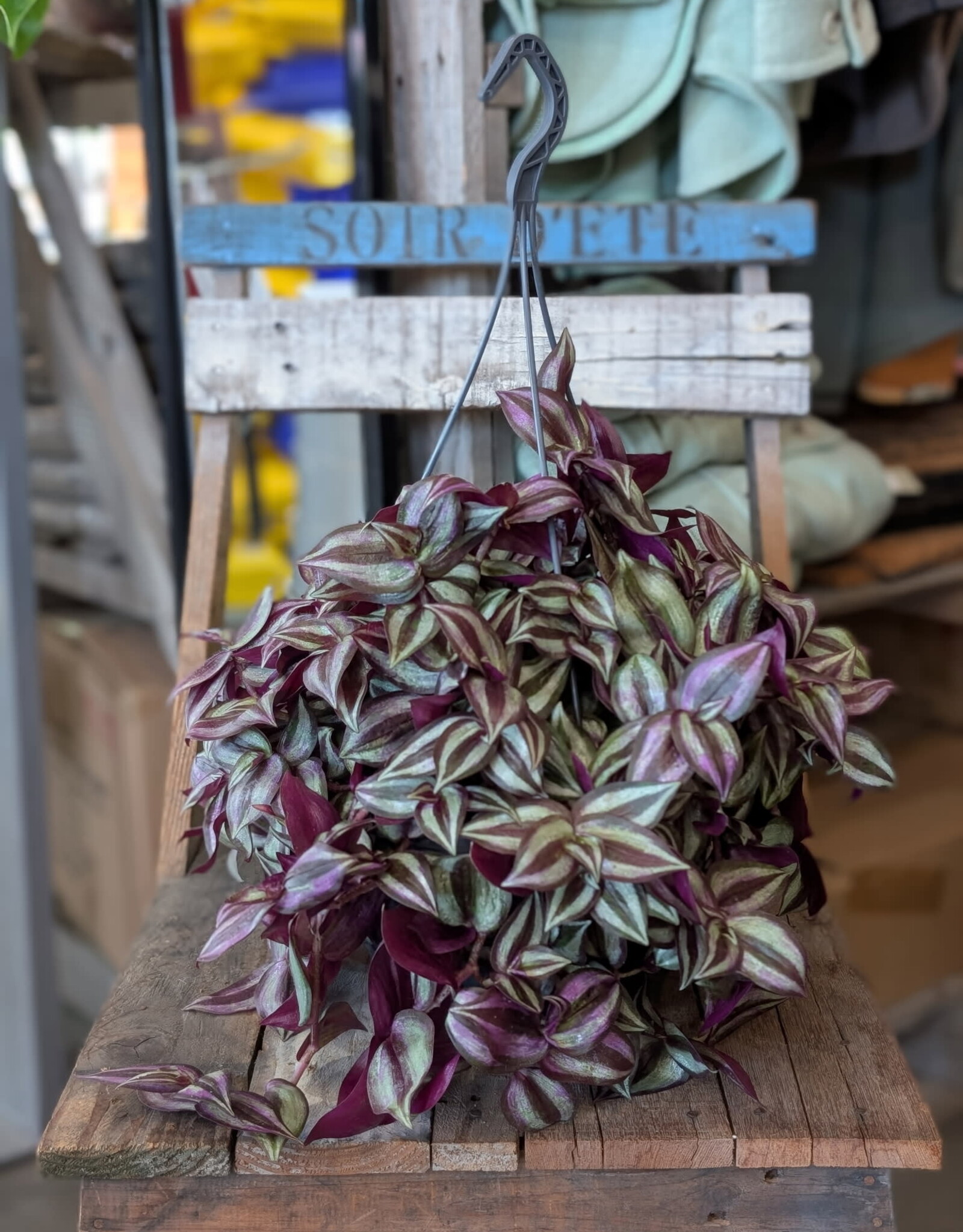 Tradescantia zebrina Hanging Basket 24cm