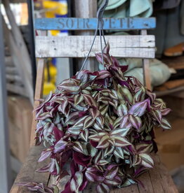 Tradescantia zebrina Hanging Basket 24cm