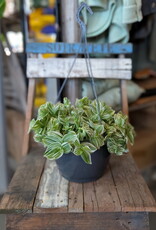 Tradescantia zebrina Hanging Basket 24cm