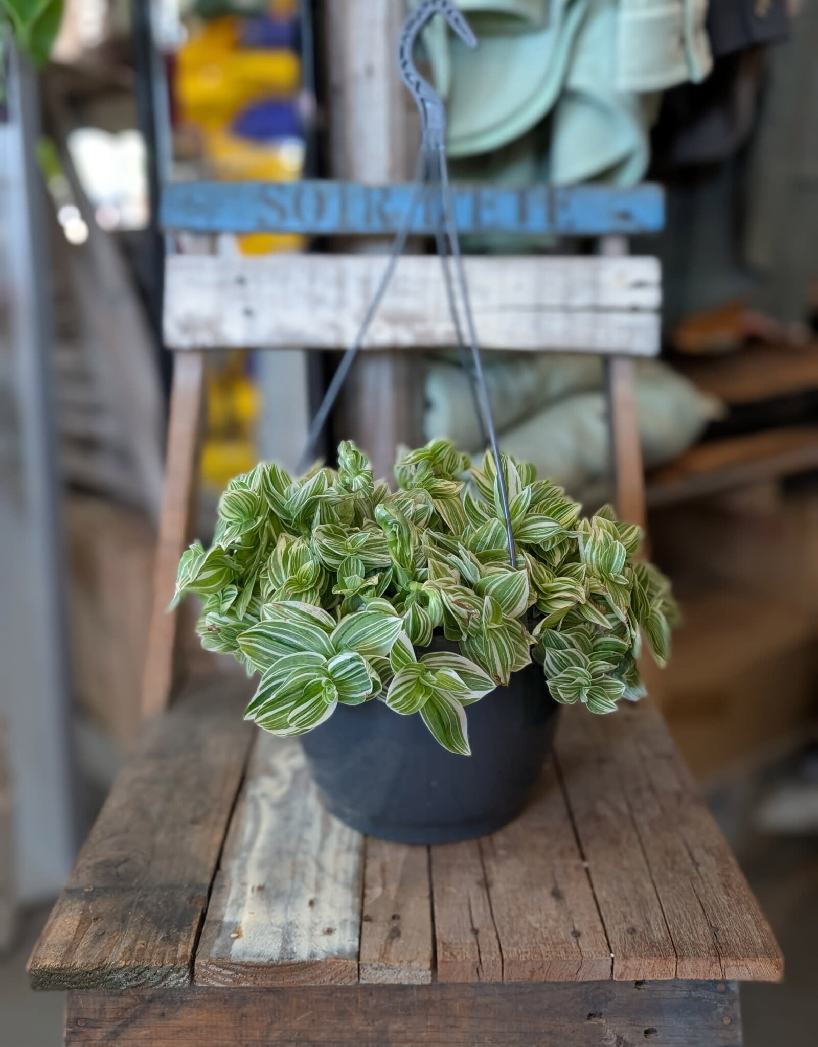 Tradescantia zebrina Hanging Basket 24cm