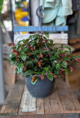 Goldfish Hanging Planter Assorted 24cm