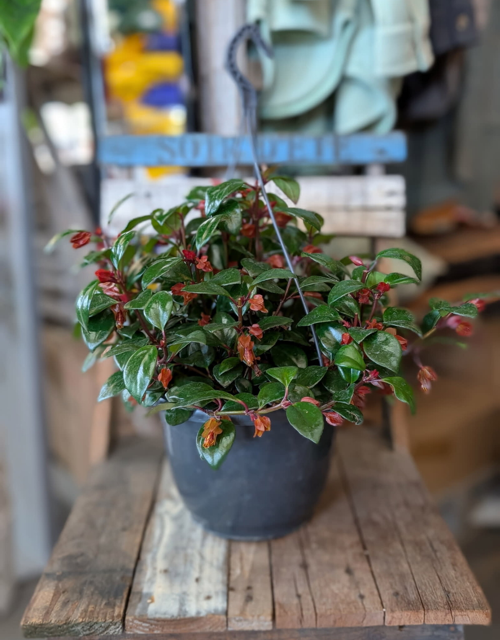 Goldfish Hanging Planter Assorted 24cm