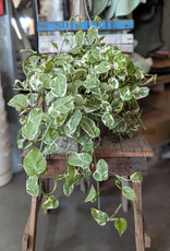 Pothos Assorted 28cm
