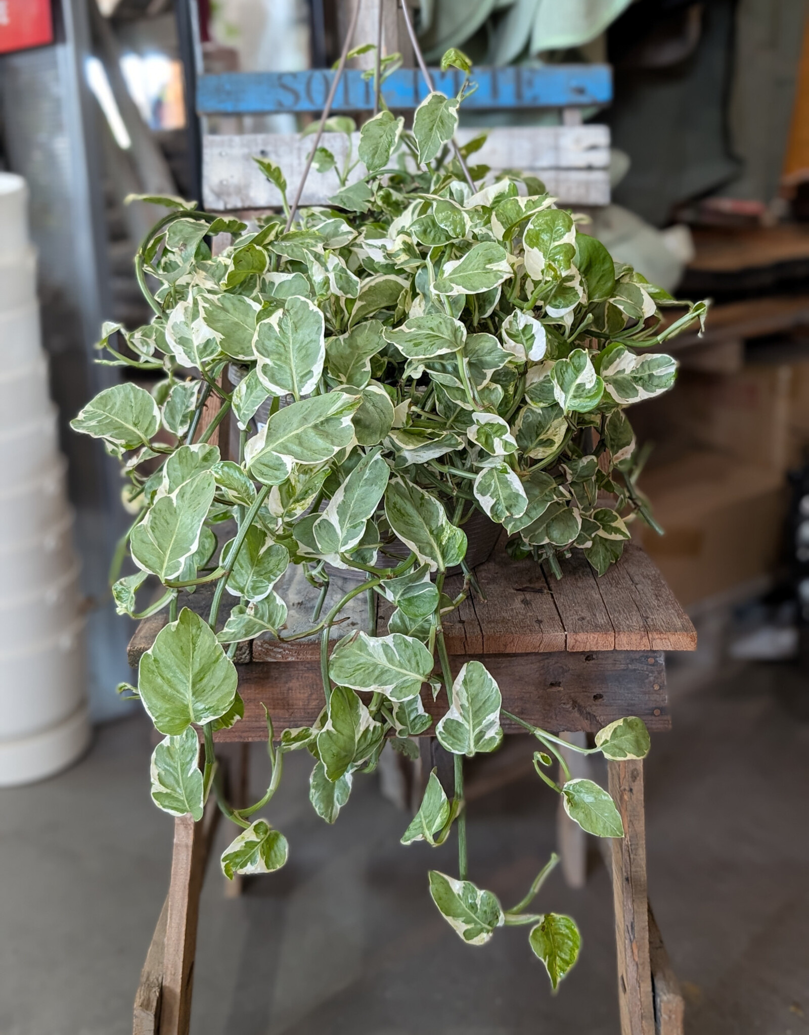 Pothos Assorted 28cm