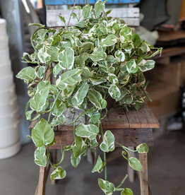 Pothos Assorted 28cm