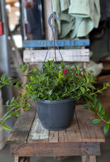 Lipstick Hanging Planter Assorted 24cm