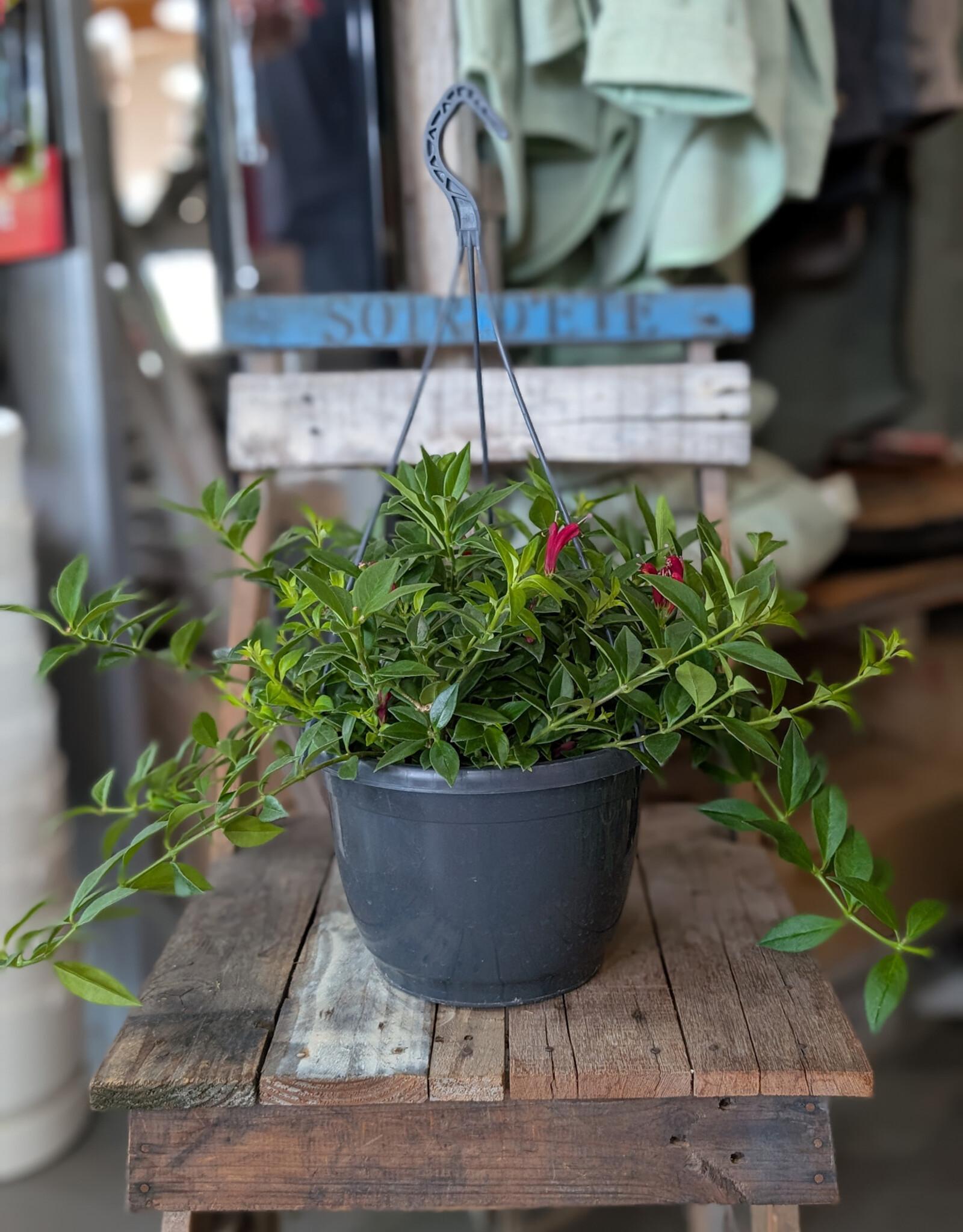 Lipstick Hanging Planter Assorted 24cm
