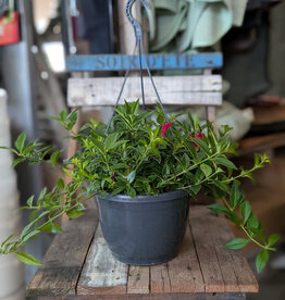 Lipstick Hanging Planter Assorted 24cm