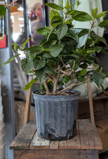 Hibiscus 10inch