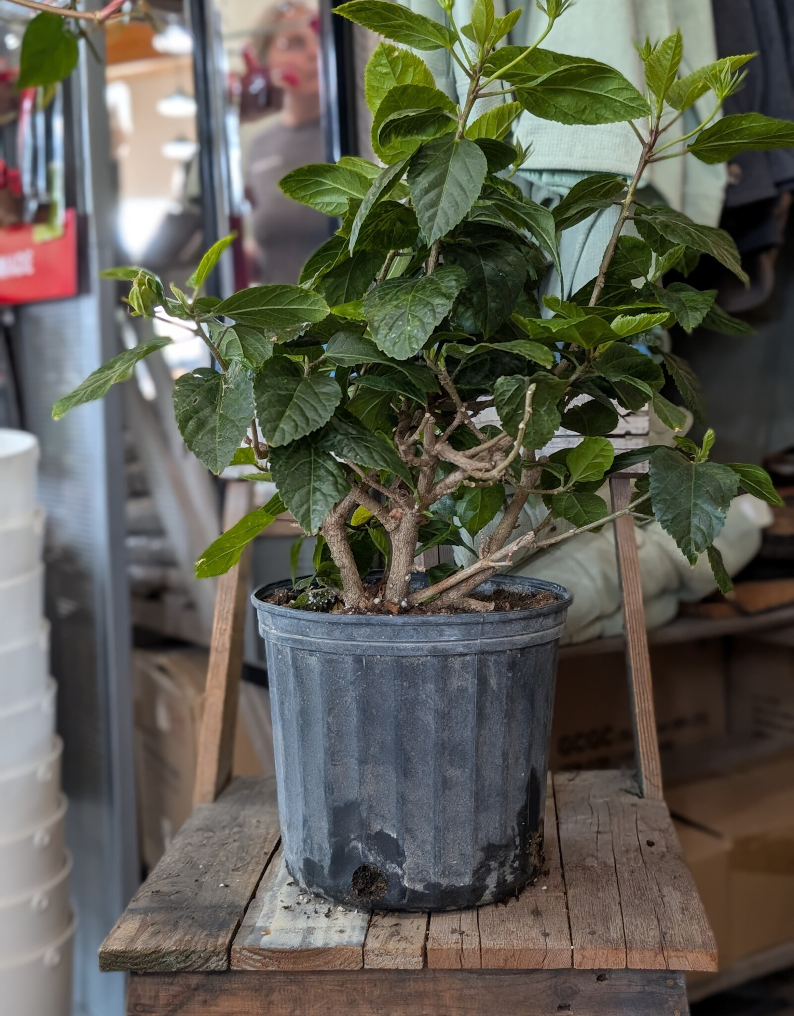 Hibiscus 10inch